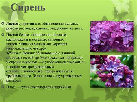 Сирень: краткое описание растения