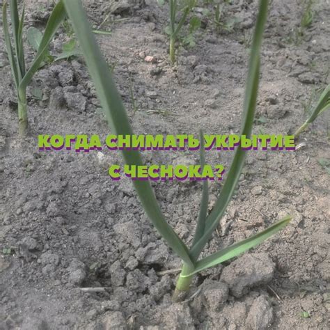 Снимать мульчу с чеснока весной