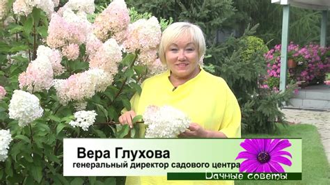 Советы по уходу за сухими цветами гортензий