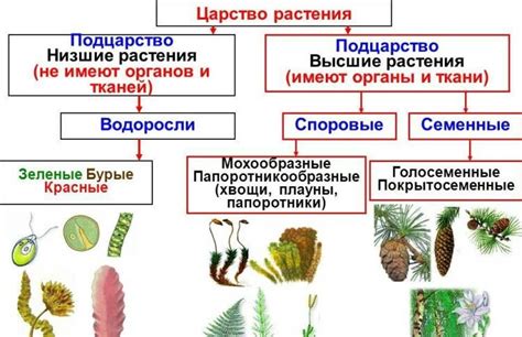 Совместимость и взаимодействие в растениях