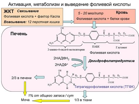 Совместимость йодомарина и фолиевой кислоты