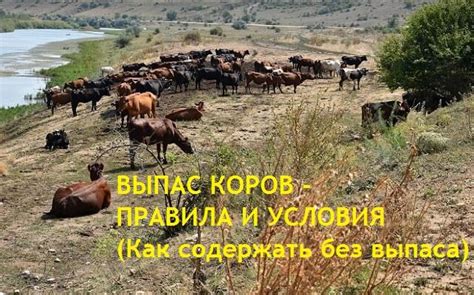 Совместный выпас коров и овец: вопросы и ответы