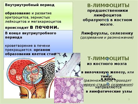 Сон и его регуляция