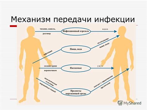 Сороконожки и возможность передачи инфекционных заболеваний
