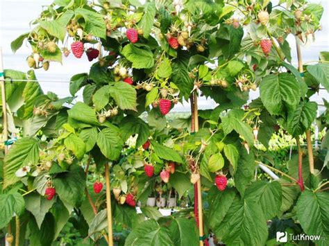 Сосна как защитная растительность для малины