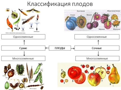 Способы использования плодов роялти