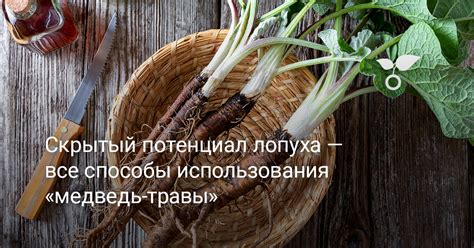 Способы использования хранящегося корня лопуха