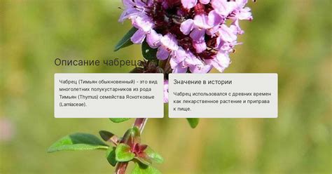 Способы использования чабреца для снижения кислотности