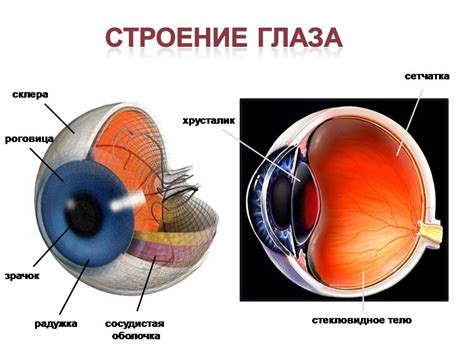 Структура глаза и его функции