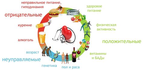 Стручковая фасоль и снижение риска сердечно-сосудистых заболеваний