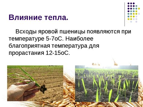 Схожие требования к почве