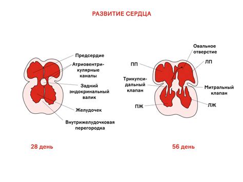 Теплорегуляция плода