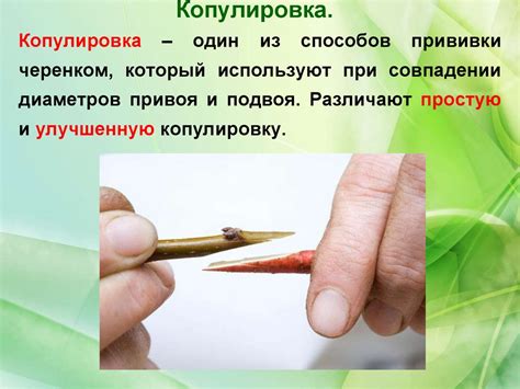 Техника прививки и выбор подвоя