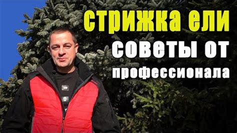 Техника стрижки ели в октябре