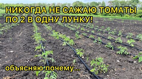 Технология высадки лимона в открытый грунт