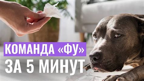 Типы дрессировки собак