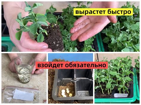 Улучшение усвояемости горошка через промывку