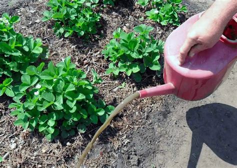 Усиление устойчивости картофельных растений при использовании куриного помета
