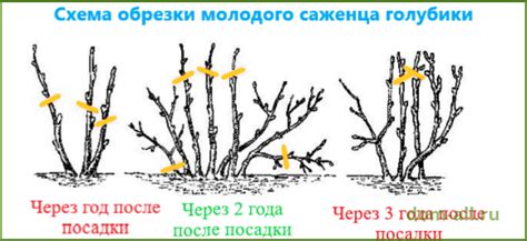 Условия выращивания облепихи без поросли