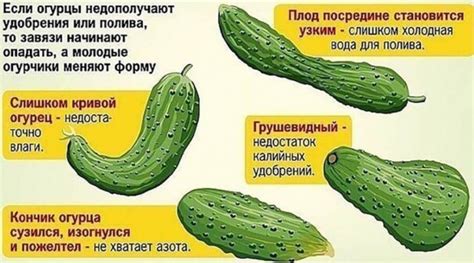 Утрата питательных веществ при замораживании огурцов