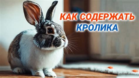 Уход за кроликом в домашних условиях