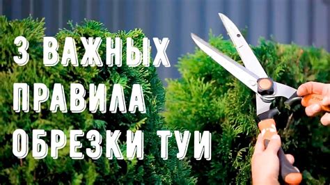 Уход и обрезка растений