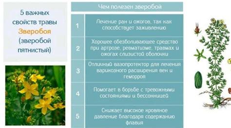 Факты и мнения о заваривании зверобоя вместе с тысячелистником