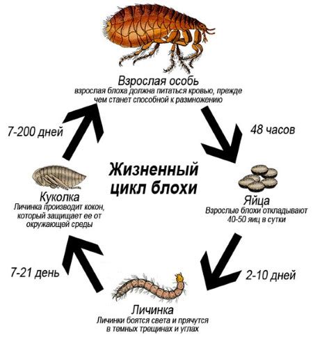 Факты о жизненном цикле земляных блох