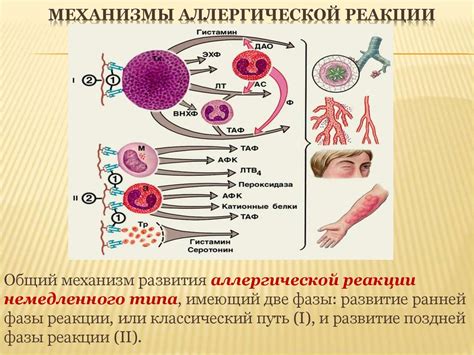 Факт 2: Возможность аллергической реакции