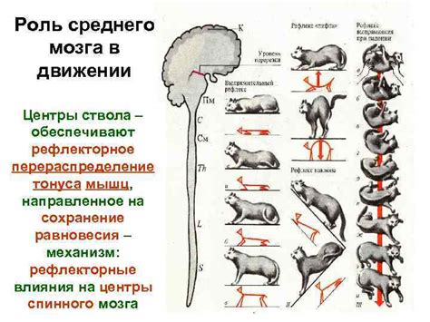 Физиологические основы движения котят