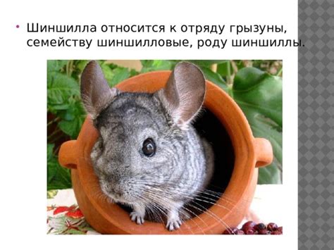 Физиологические особенности шиншилл, свидетельствующие о наличии молока