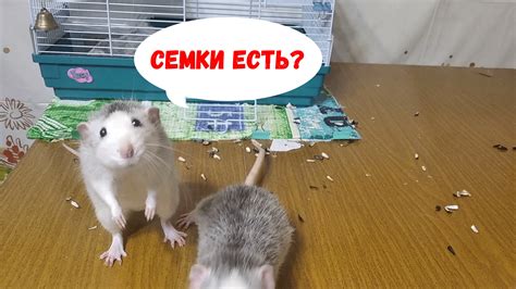 Физиология умирающей крысы