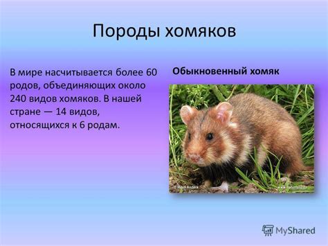 Хапуга: жизнь и особенности вида