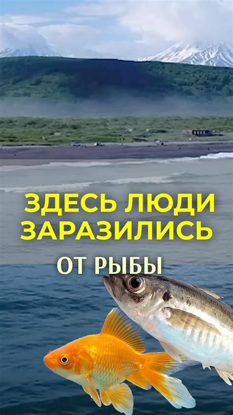 Что нужно знать о бессмертнике при удаленном желчном пузыре