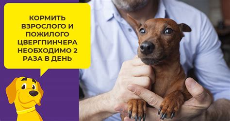 Что нужно учесть при отдаче собаки другому хозяину