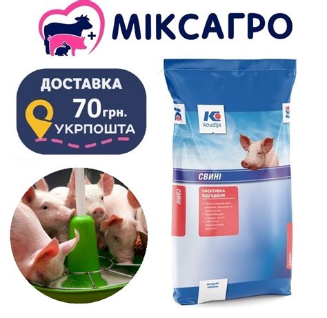 Шаги проверки наличия молока у свиноматки