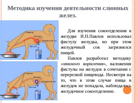 Эксперименты с запахом собаки и поведением мышей
