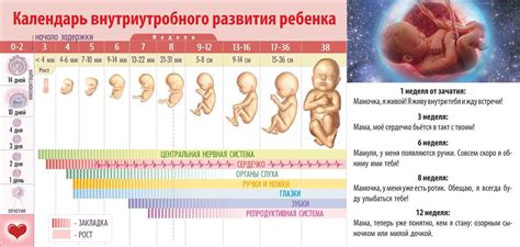 Этапы сна у ребенка в утробе