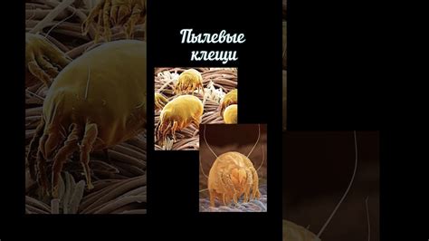 Эффективные методы борьбы с пылевыми клещами