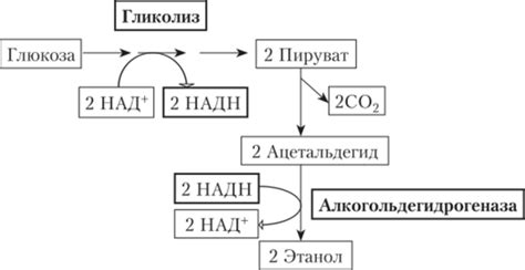  Добавление дрожжей и начальный брожение 