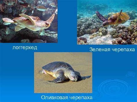  Районы Атлантического океана, предназначенные для купания 
